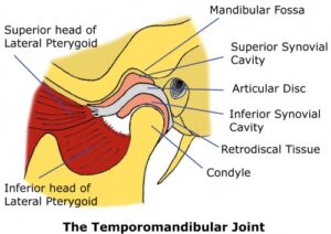 F1: Anatomy of the temporomandibular joint