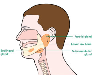 F10: Schematic representation of the major salivary glands