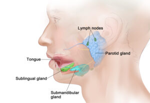 F12: Anatomy of the major salivary glands