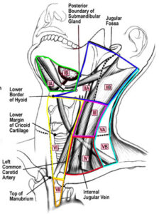 F15: Levels of the lymph nodes of the head and neck region