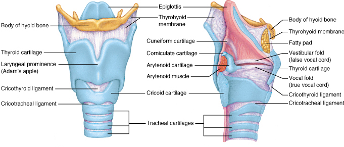 F2: Anatomy of the larynx