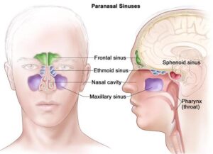 Anatomy of the paranasal sinuses 