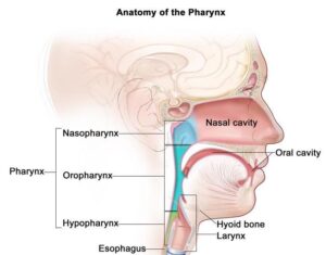 F3: Anatomy of the pharynx