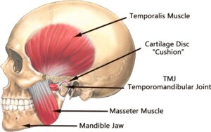 F3: Anatomy of the temporomandibular joint and the masticatory muscles