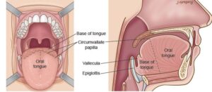 F32: Anatomy of the base of tongue