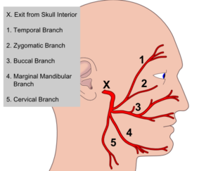 F33: Anatomy of the facial nerve after its exit from the stylomastoid foramen