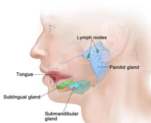 F4: Anatomy of the major salivary glands