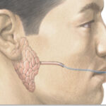 F7: Sialogram of the parotid salivary gland – schematic