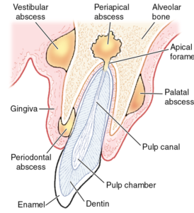 F9: Areas that a dental abscess can form – initiate